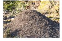 Formica rufa sensu lato