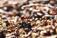 Formica rufa sensu lato