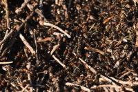 Formica rufa sensu lato