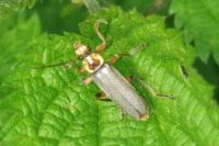 Cantharis nigricans