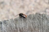 Osmia bicornis