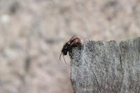 Osmia bicornis