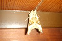 Phlogophora meticulosa