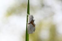 Leucodonta bicoloria