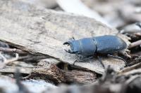 Dorcus parallelipipedus