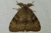 Lymantria dispar