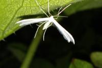 Pterophorus pentadactylus