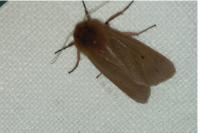 Phragmatobia fuliginosa