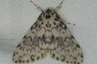 Lymantria monacha