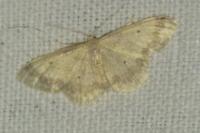 Idaea biselata
