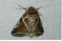 Habrosyne pyritoides