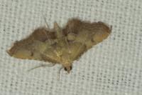 Endotricha flammealis