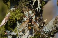 Ctenophora flaveolata