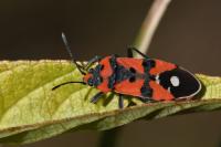 Lygaeus equestris / simulans