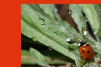 Coccinella septempunctata