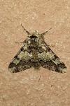 Biston strataria