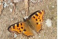 Nymphalis polychloros