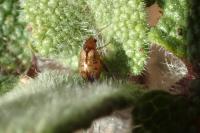 Longitarsus membranaceus