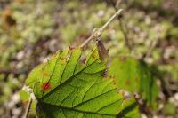 Tortricodes alternella