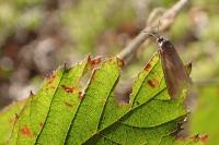 Tortricodes alternella