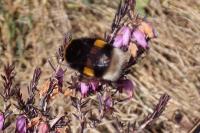Bombus terrestris
