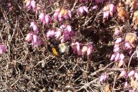 Bombus terrestris