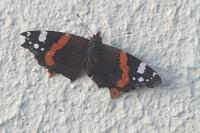 Vanessa atalanta