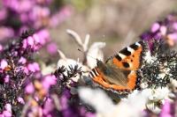 Aglais urticae