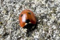 Coccinella septempunctata