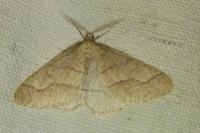 Phigaliohybernia marginaria