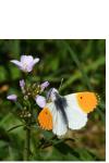 Anthocharis cardamines