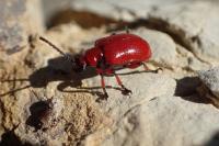 Lilioceris merdigera