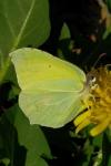 Gonepteryx rhamni