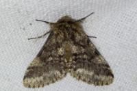 Lycia hirtaria