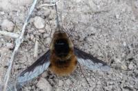 Bombylius major