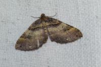 Earophila badiata