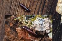 Corticeus