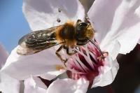 Andrena