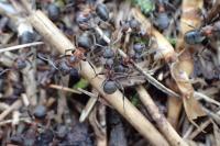 Formica pratensis