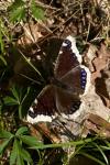 Nymphalis antiopa