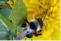 Andrena cineraria