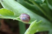 Cassida azurea