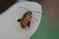 Longitarsus
