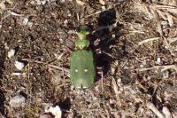Cicindela campestris