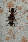 Thanasimus formicarius