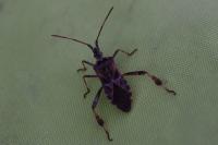 Leptoglossus occidentalis