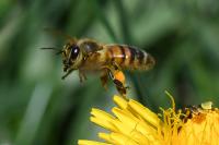 Apis mellifera