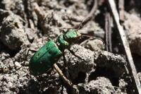 Cicindela campestris