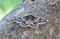 Saturnia pavonia