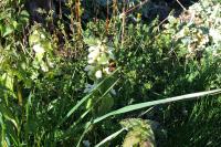Bombus terrestris